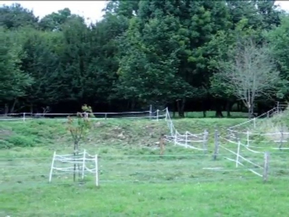 hirondelles 18 08 10