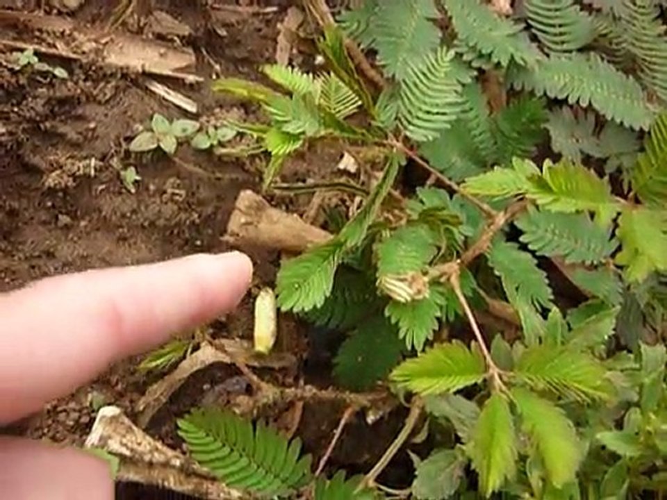 Plantes retractiles