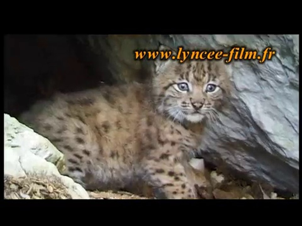 Le clip du film "VIVRE LYNX". En DVD, la vie de ce grand prédateur dans des forêts françaises