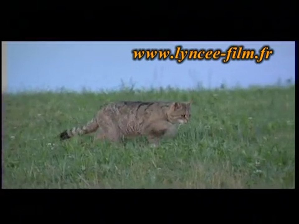Le clip du film "Sauvage, le chat forestier" la vie du félin en DVD