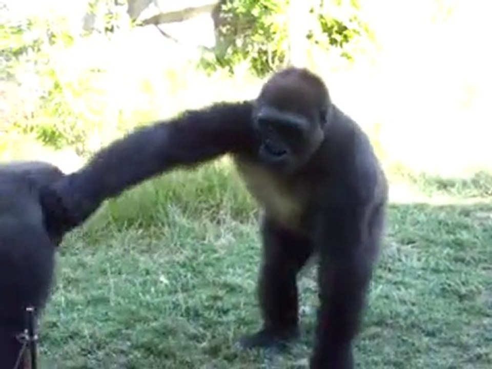 gorilla fight