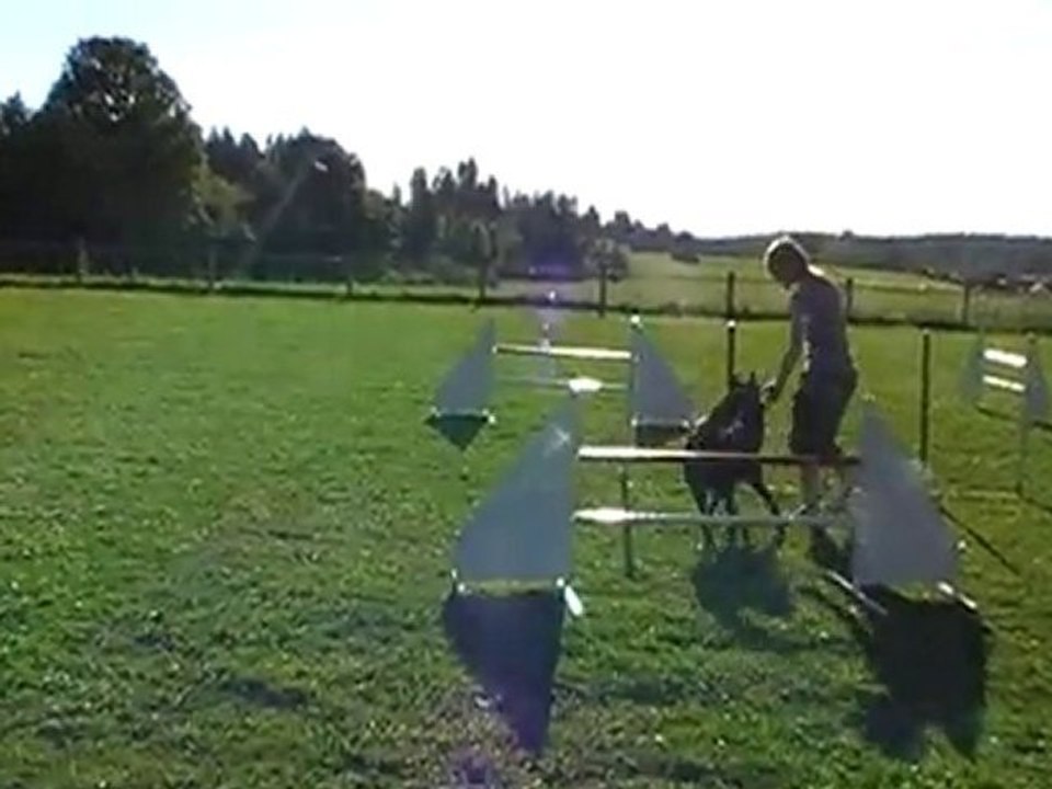 entrainement agility slalom Eïko