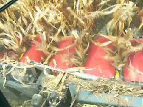 LA RECOLTE DU MAIS AVEC LES ENTREPRENEURS DES TERRITOIRES