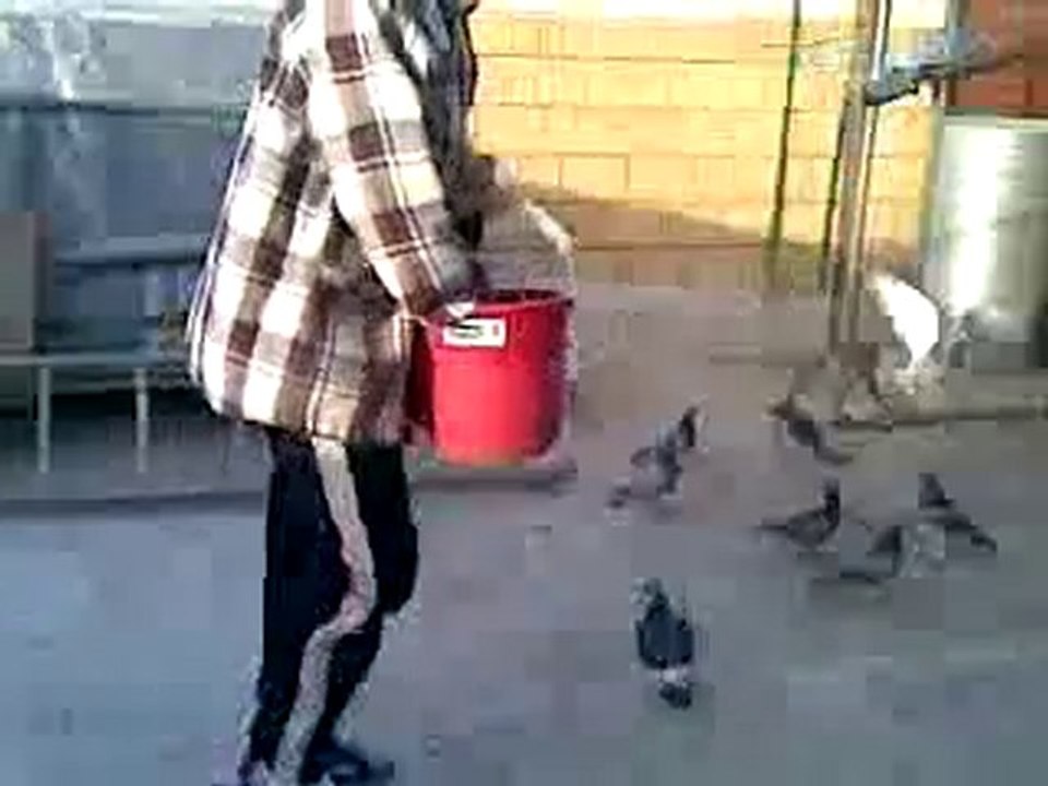 posta güvercin salma 2 www.guvercinrehberi.com