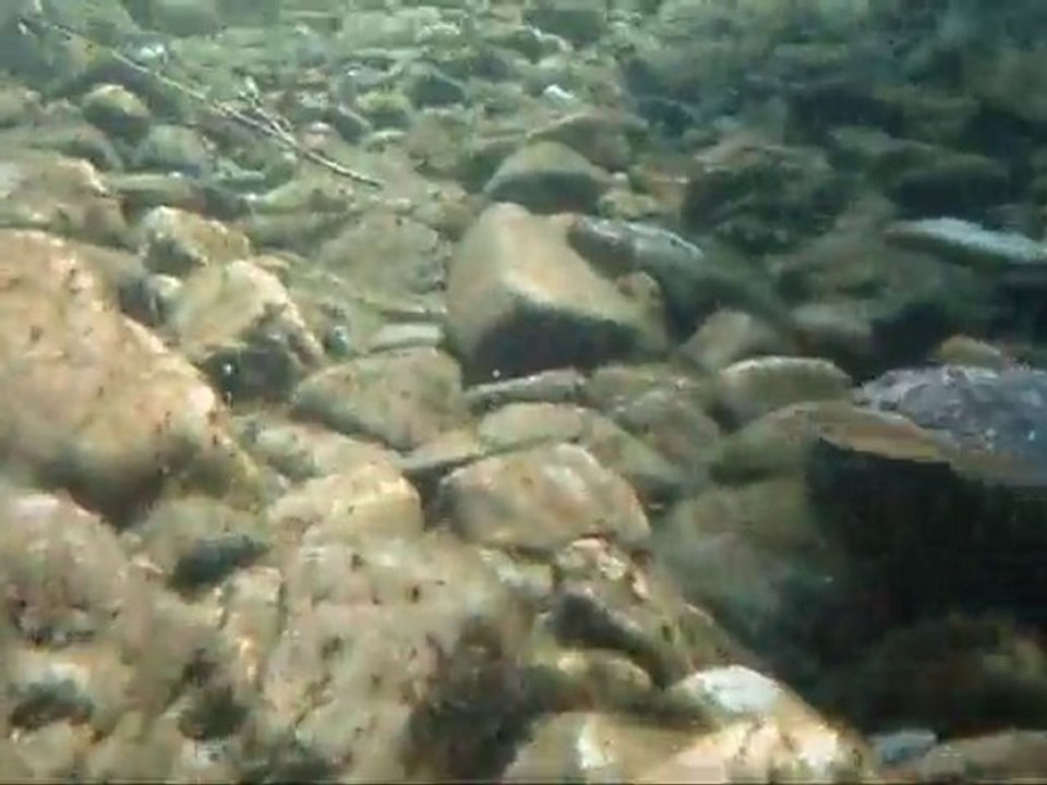 Petite plongée a Mialet