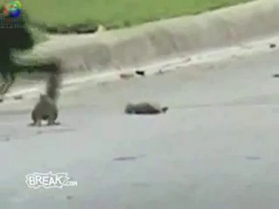 Vidéo/ Incroyable... un écureuil protège un autre écureuil d