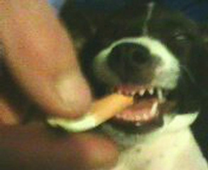 un sacré petit chiot regardez jus qua la fin  cest rigolo