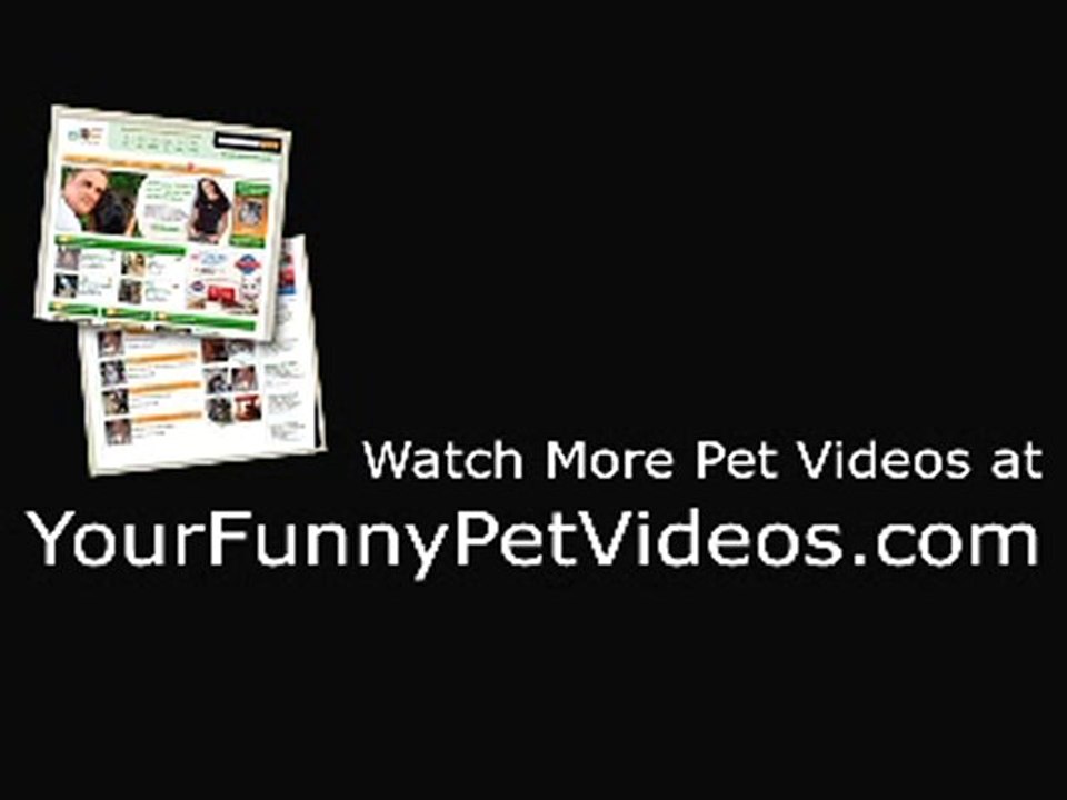 Fat Cat www.erotikoyunlar.org