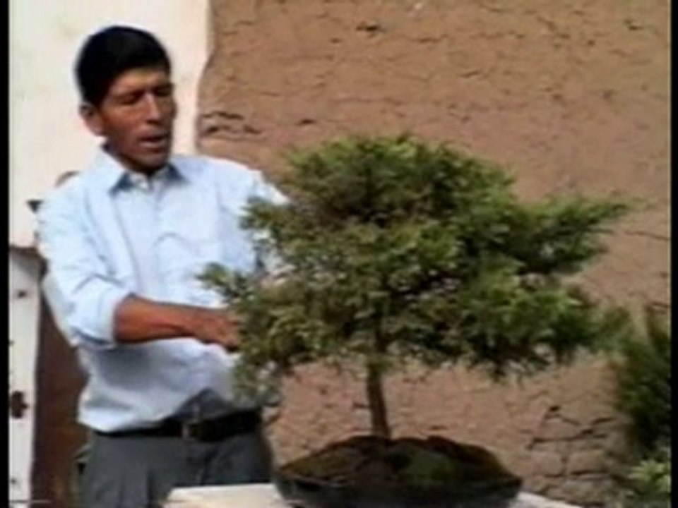 Poda de un bonsai diseñado