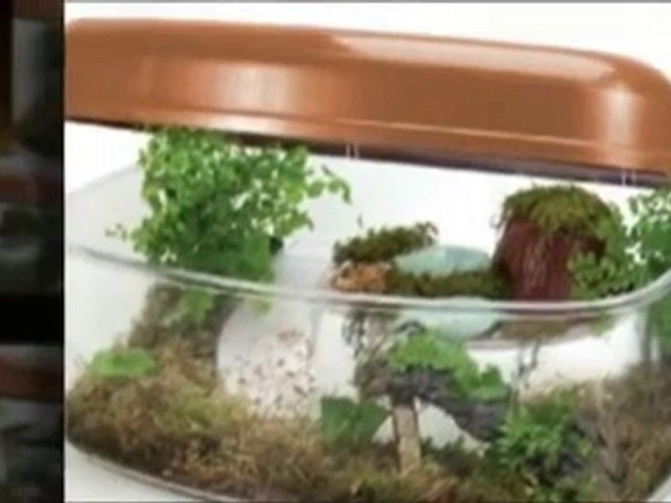Turtle Tank