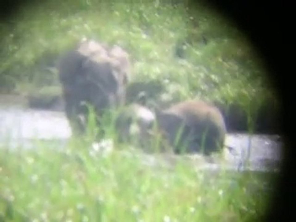 ELÉPHANTS ARRIVANT  DANS LA SALINE