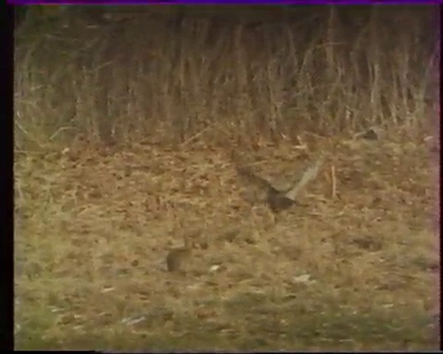 Les inventions de la vie  11 : Le prédateur des prédateurs 2