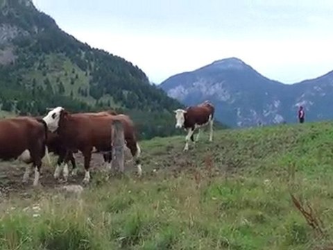 Dolly, travail quotidien, août 2010, 3