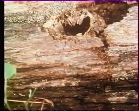 Les inventions de la vie 11 : Le prédateur des prédateurs 1