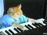 Il gatto pianista