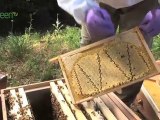 Bee-Cam Diaries - Dead Queen Bee
