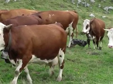 Dolly, travail quotidien, août 2010, 4