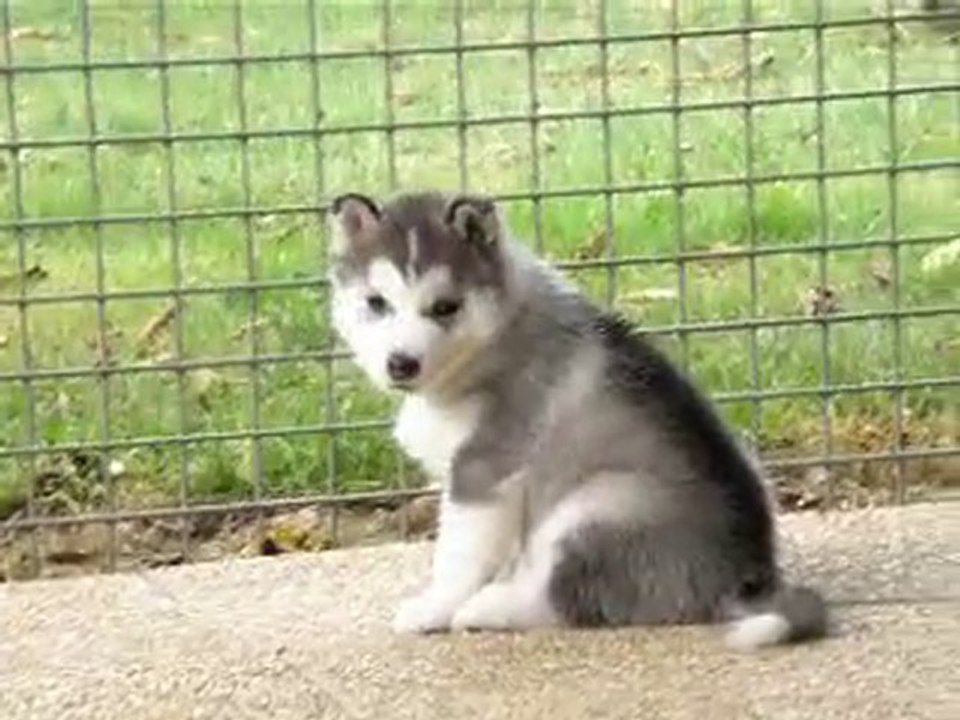 Lana X Goobie Puppies 1 month