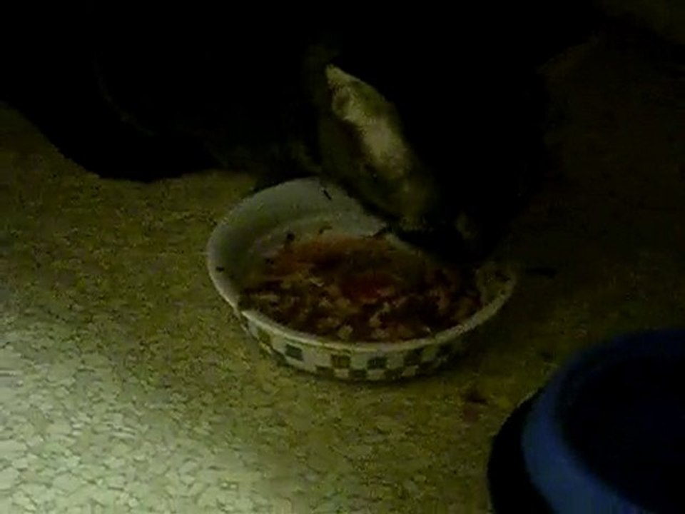 iFart, cat eats