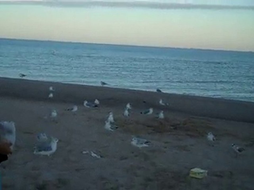 Sea Gulls Gone Wild