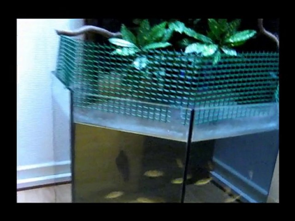 Bassin avec mur végétal - Exodons et apteronotus