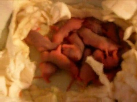 bébés rats de 2jrs