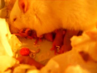 Bébé rats 2jrs avec leur maman