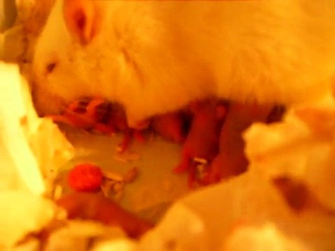 Bébé rats 2jrs avec leur maman