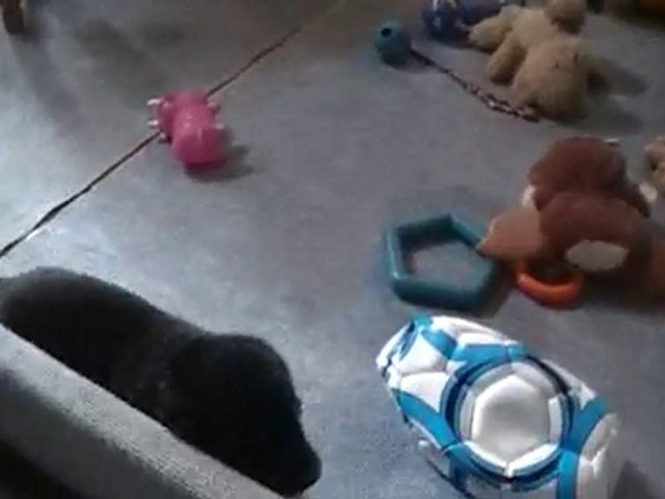 bébés ulka urak 3 semaines