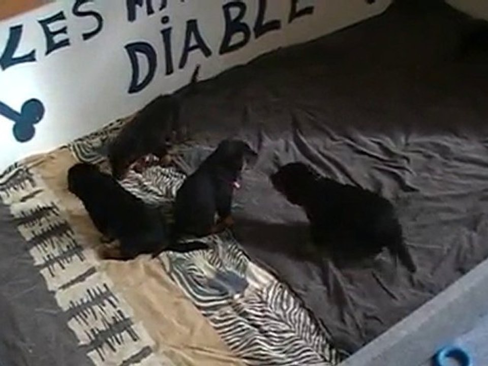 bébés ulka urak 3 semaines