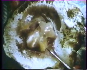 Les inventions de la vie 14 : Entre la Terre et la mer 1