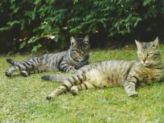 A, E.T. et spock deux très bons amis. Copiryght 20106Punky.