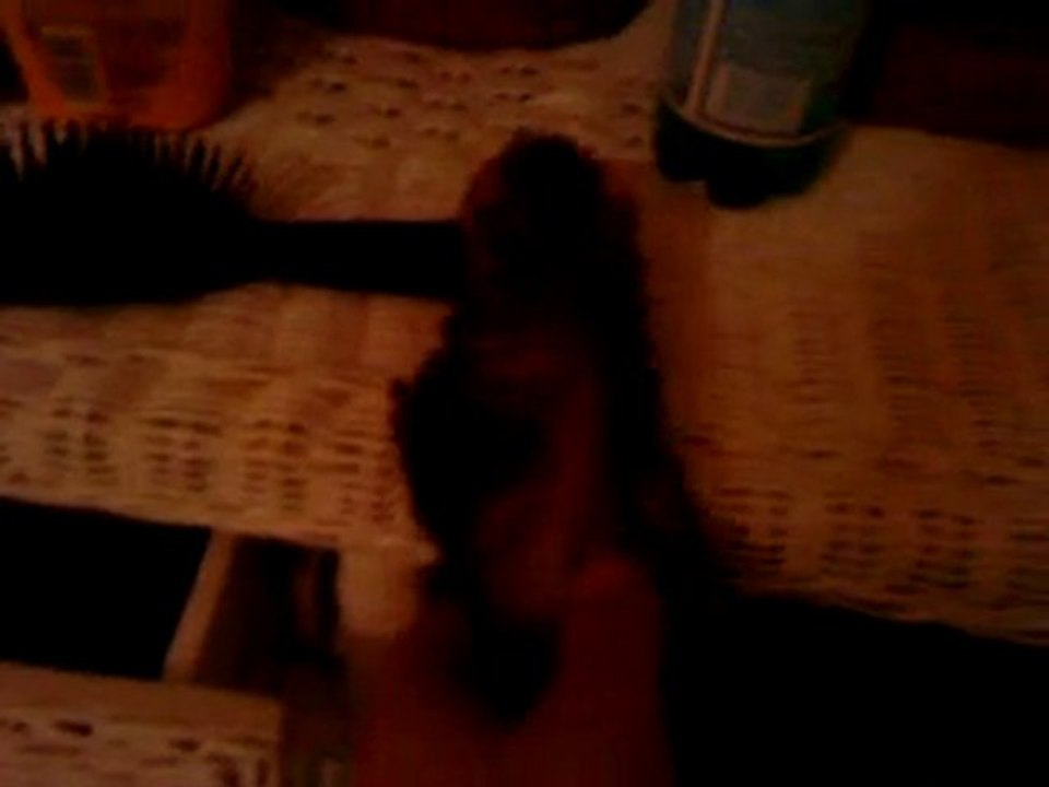 Cache-cache Furet !