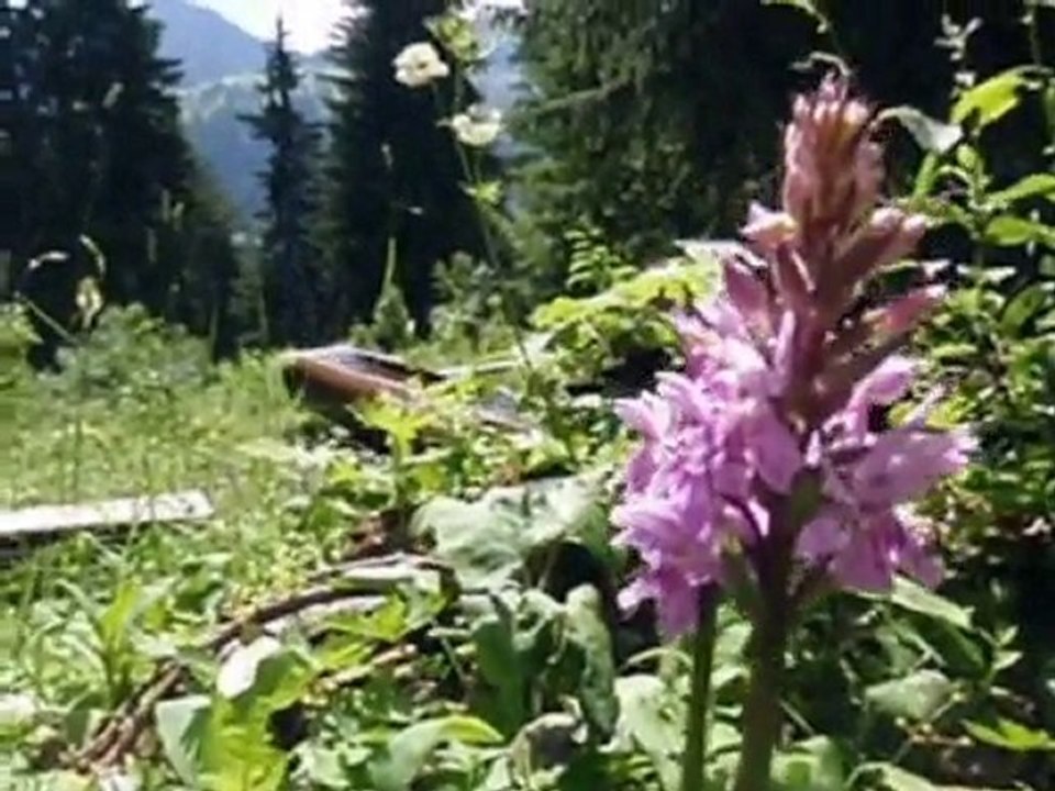 randonnées Châtel juillet 2010
