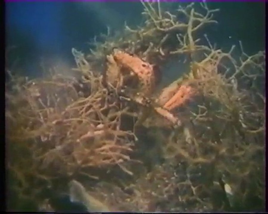 Inventions de la vie 14 : Entre la terre et la mer 2