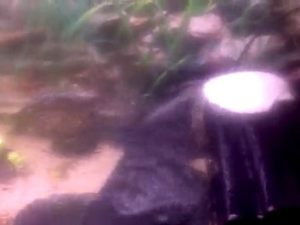tortle