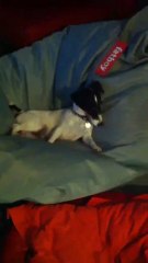 Jack Russell Sur Mon Fauteuil