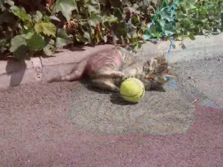 Chat,Petite Benjie...