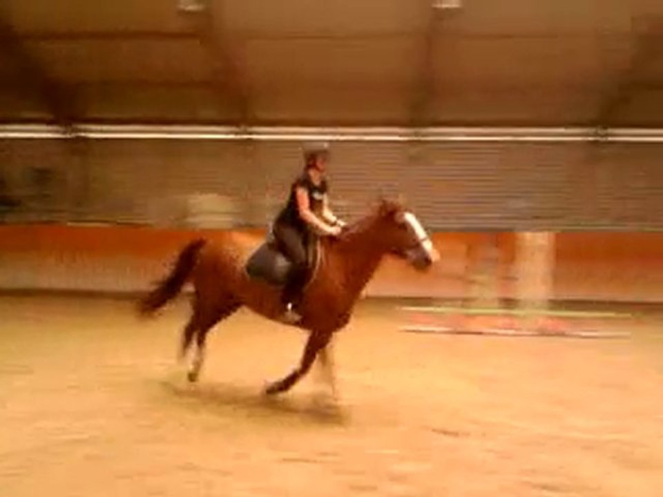 P.A saut d'obstacles (5)