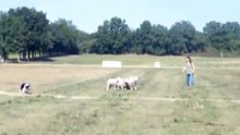Continental Sheepdog Championship 2010 - Patricia Gisquet