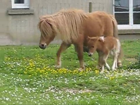 Alia et Amande, pouliches miniatures