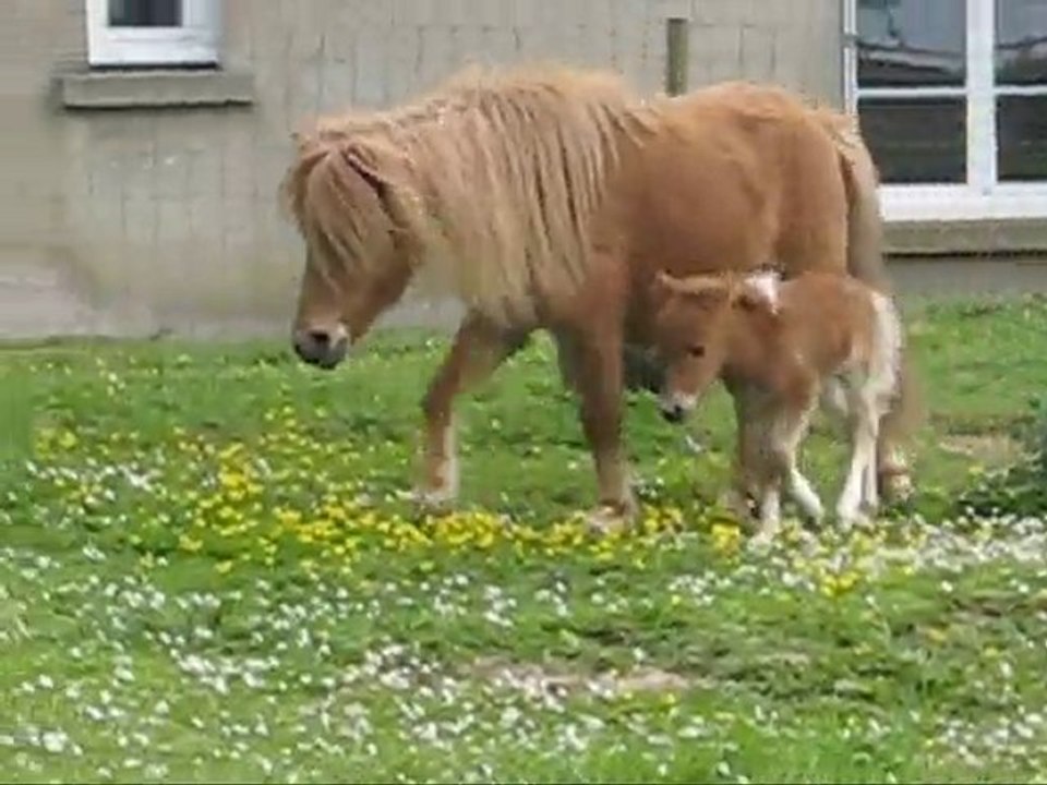 Alia et Amande, pouliches miniatures