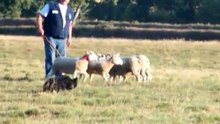 Continental Sheepdog Championship 2010 - Jean-Paul Cueille