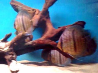 HECKEL &STİNGRAY MOTORO TANK