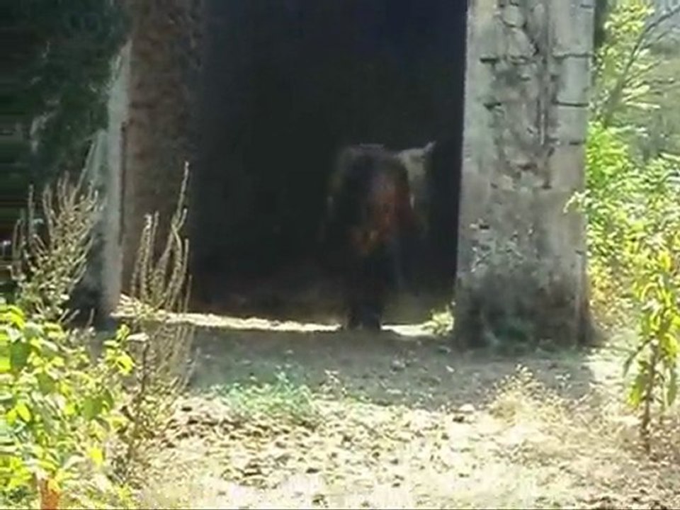 des amoures de chevaux