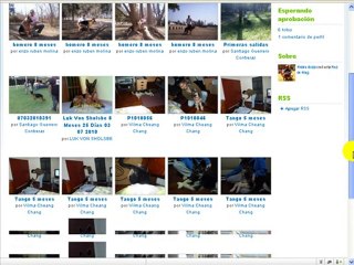 Red Social Del Pastor Alemán