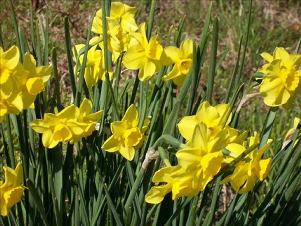 Ennio Marricone - Chi mai