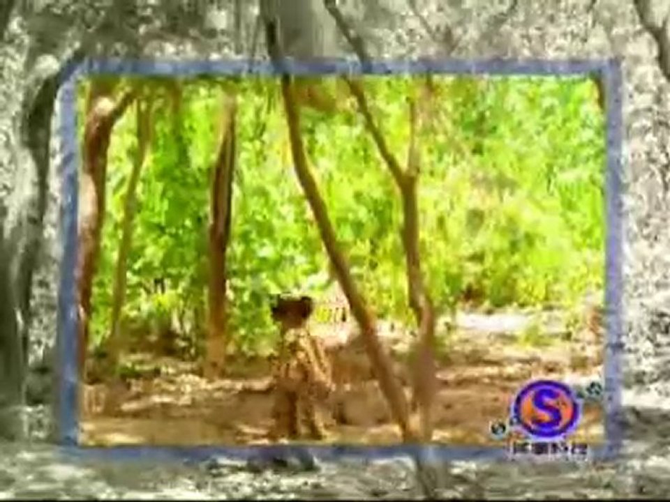 Monkey with a death wish.