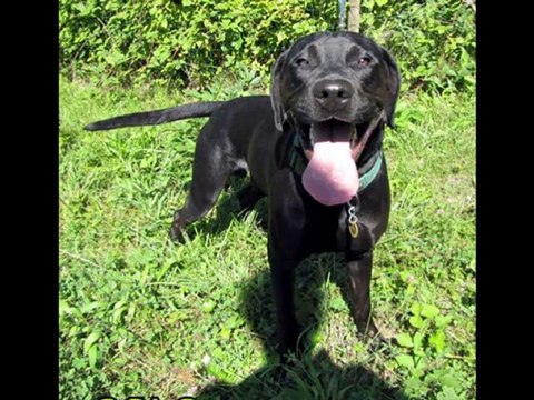 Les chiens des Amis des Bêtes Aix les Bains