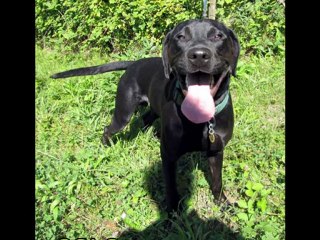 Les chiens des Amis des Bêtes Aix les Bains
